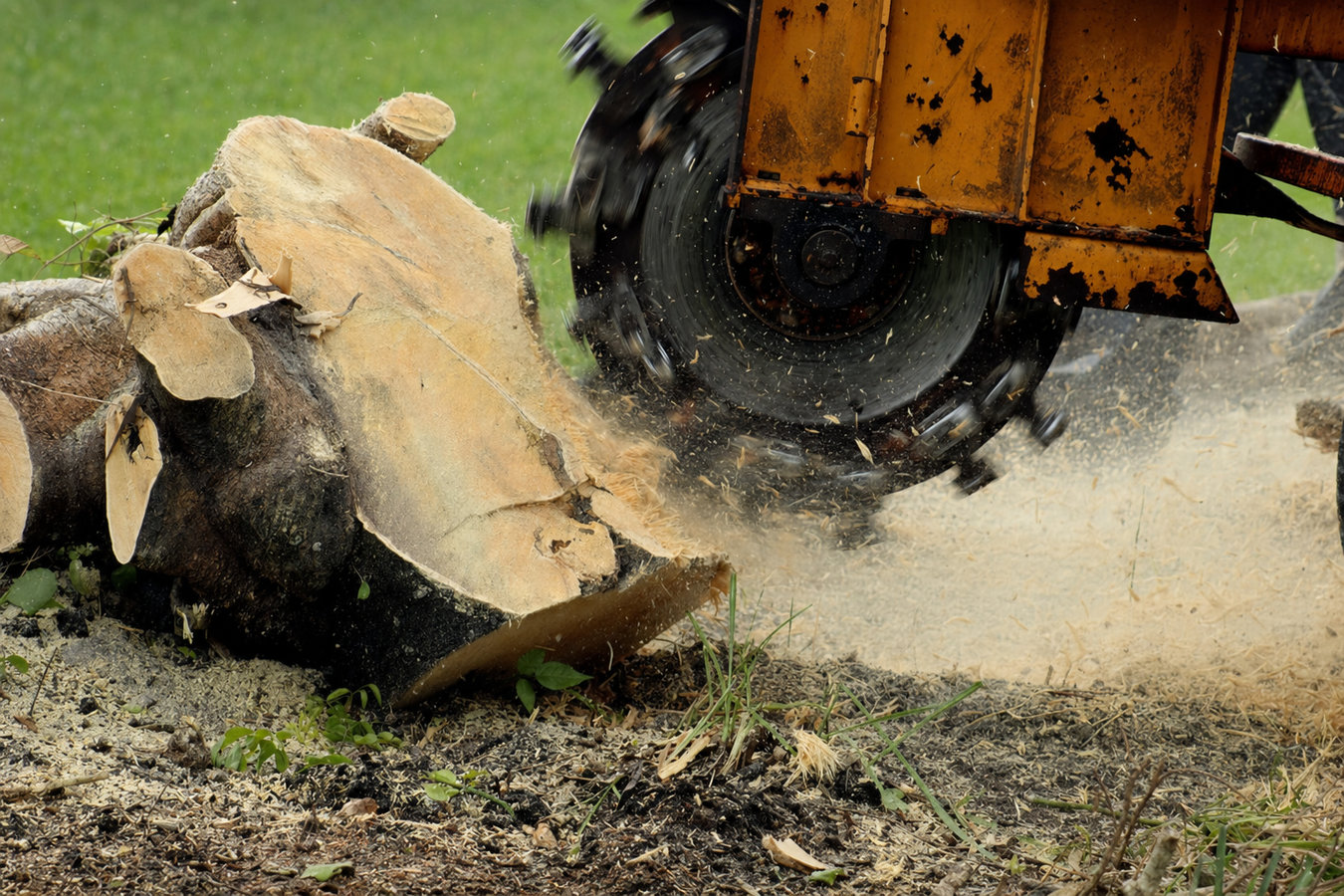 Stump removal in Lake Elsinore, CA